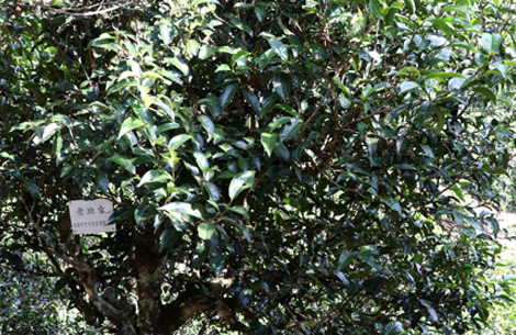 中吉號班章茶園